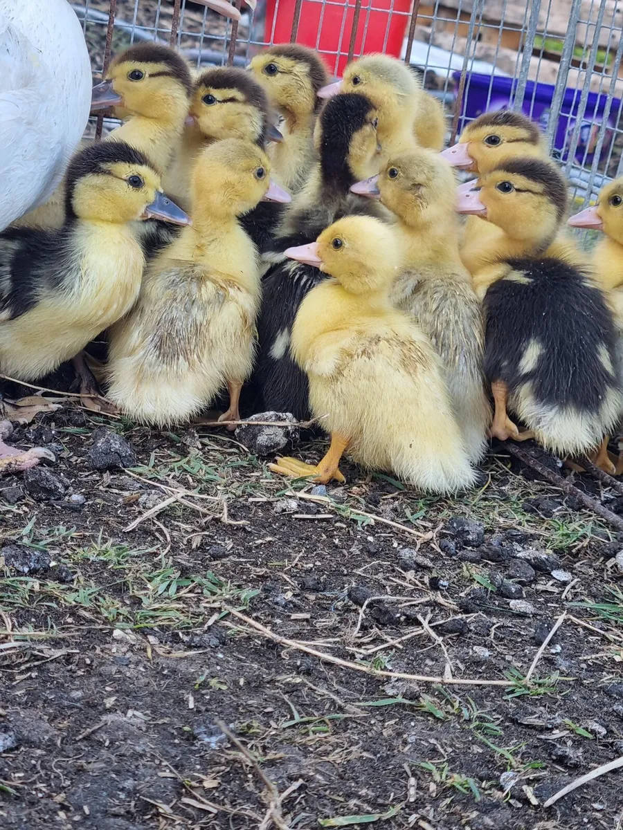 Muscovy Ducklings - Image 2
