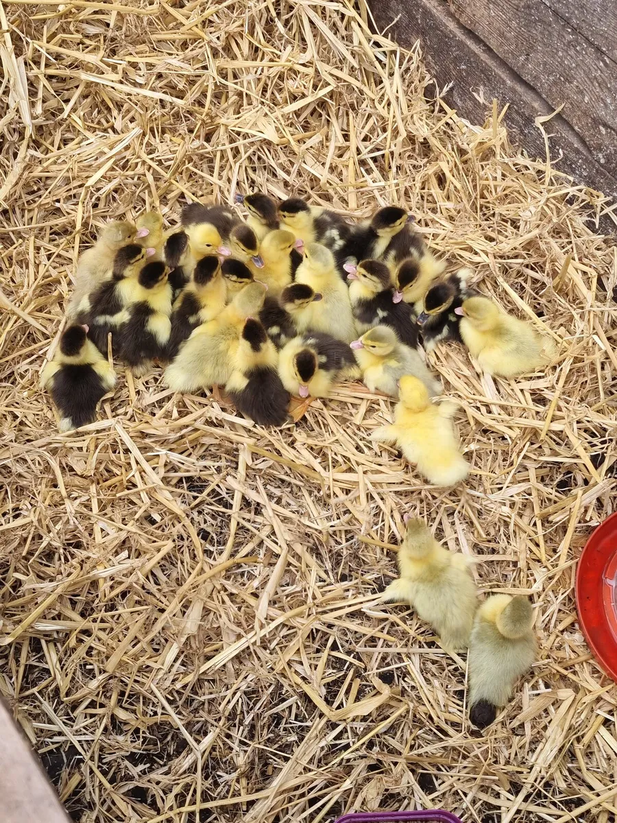 Muscovy Ducklings - Image 3