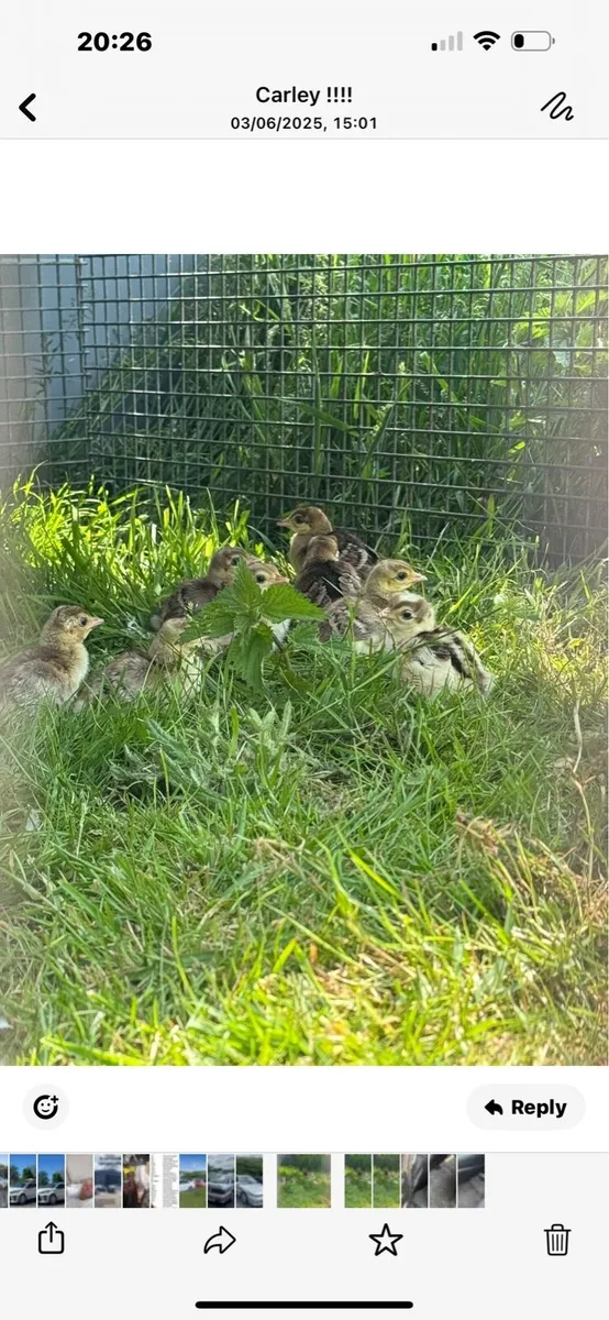 Peacock eggs