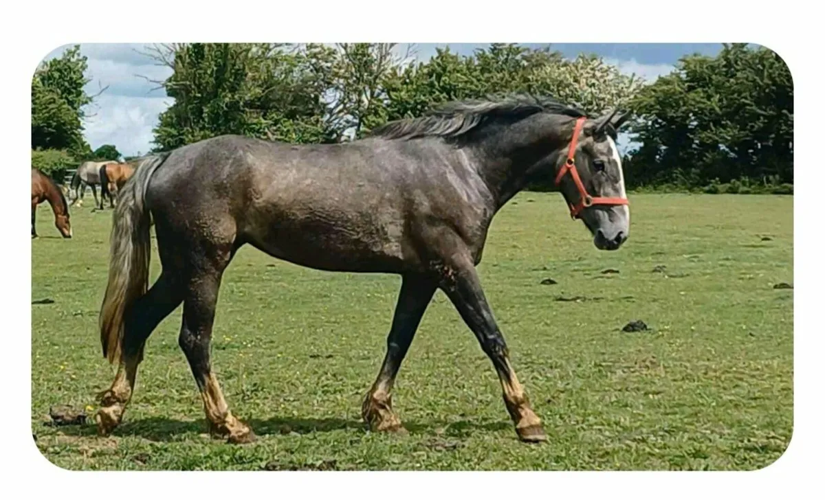 Irish Draught 3yr filly - Image 1