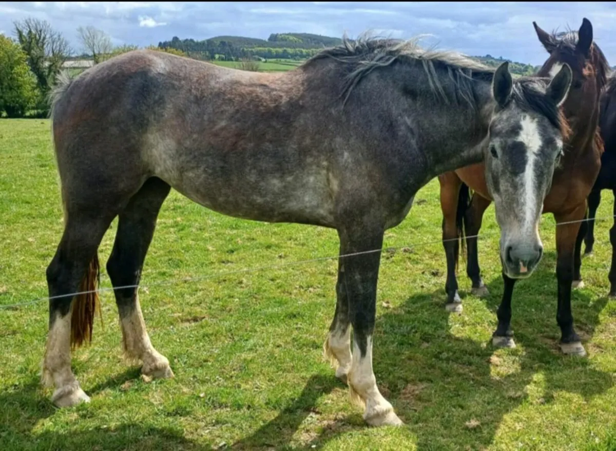 Irish Draught 3yr filly - Image 2