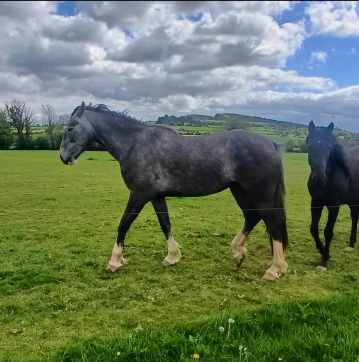 Irish Draught 3yr filly - Image 3