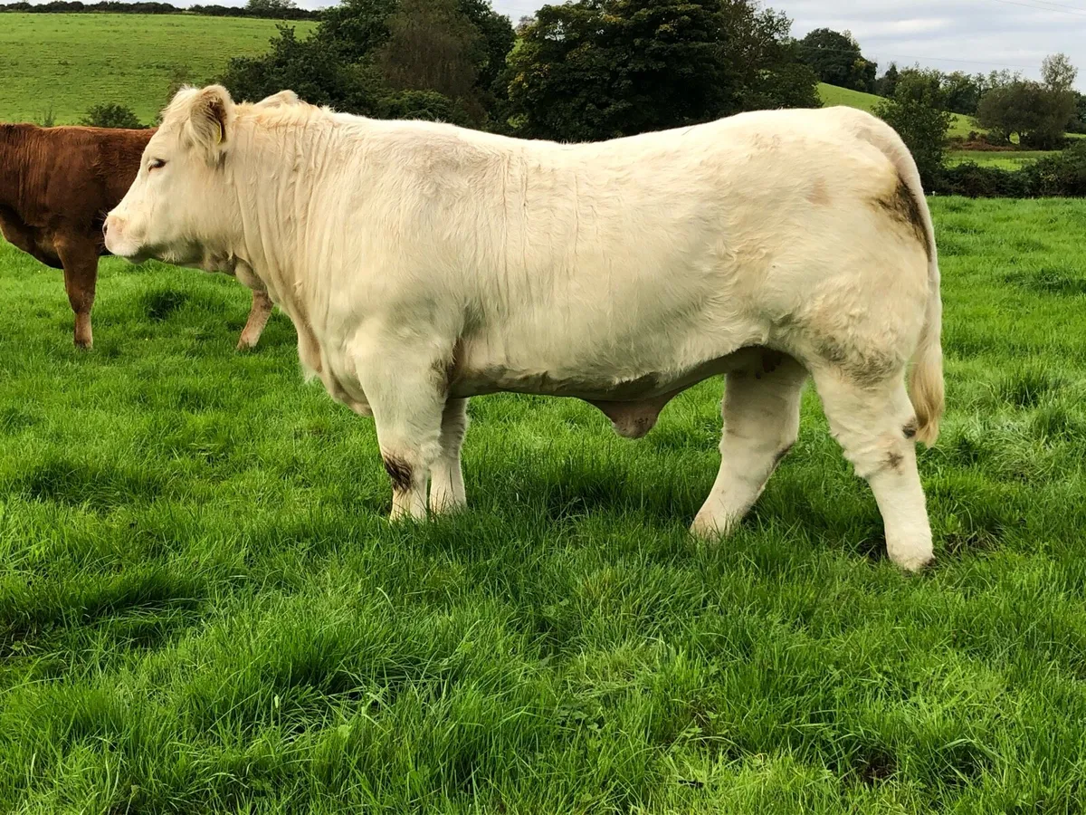 Charolais Bull - Image 3