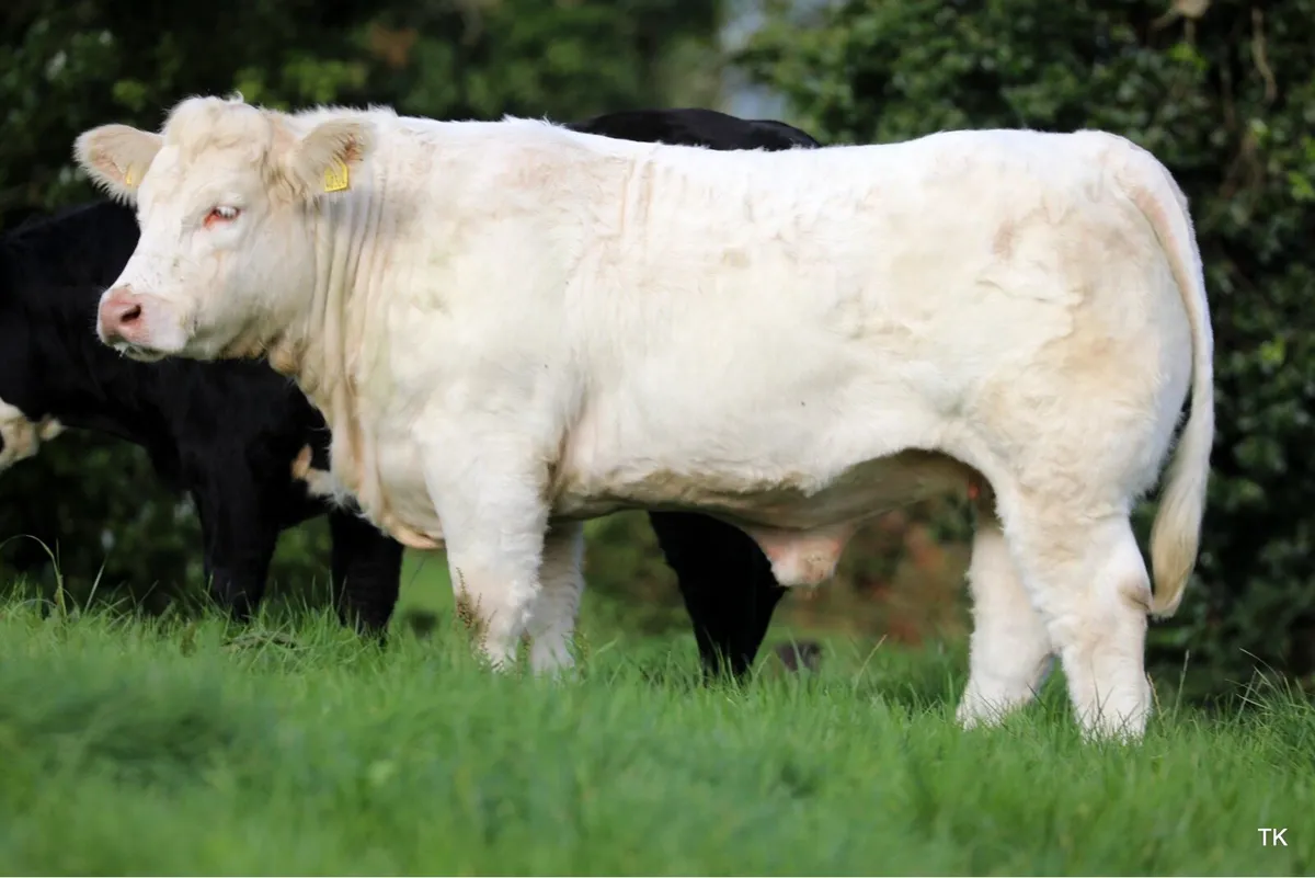 Charolais Bull - Image 4