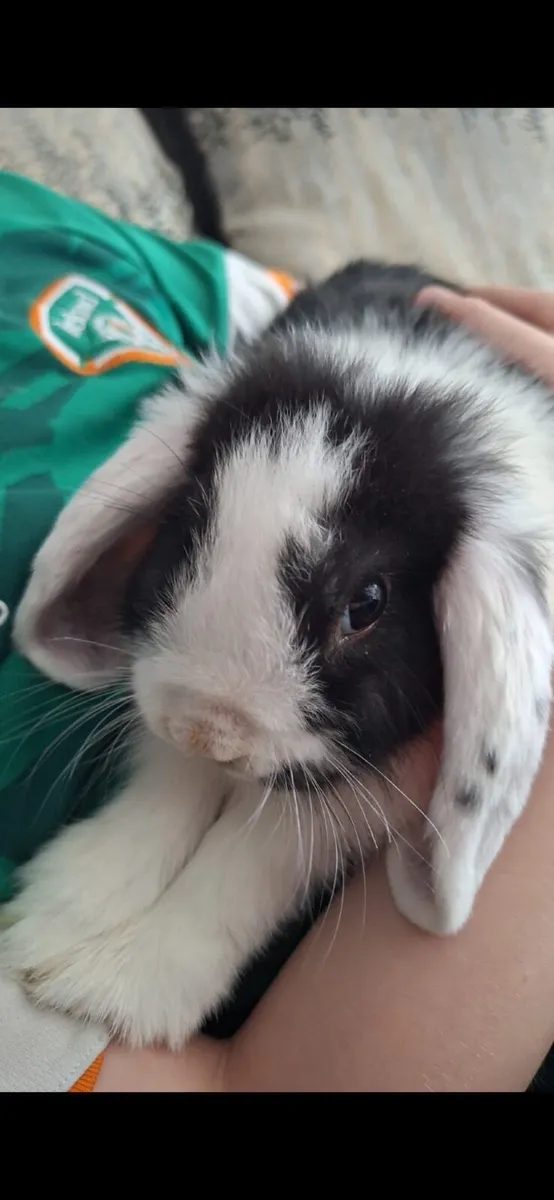 Rosie the Rabbit - Image 1