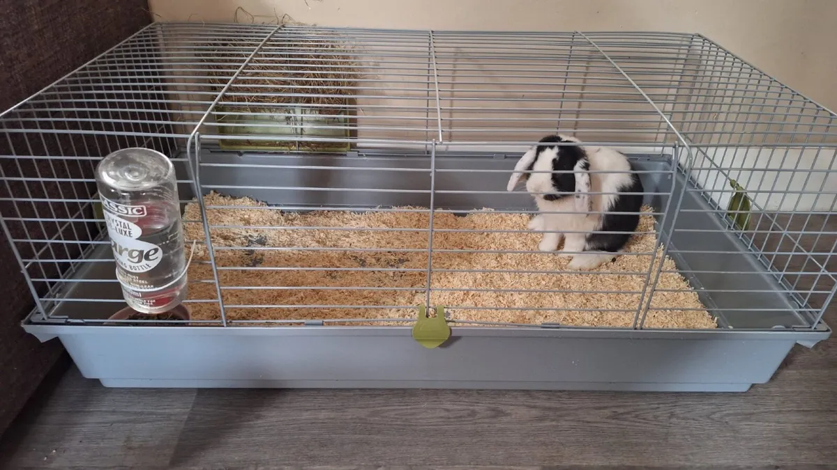Rosie the Rabbit - Image 3