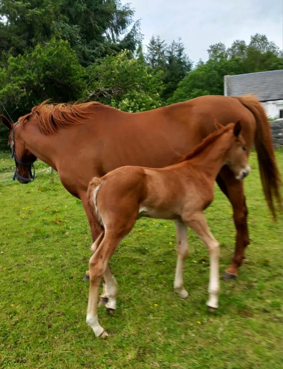 Horse - Image 2
