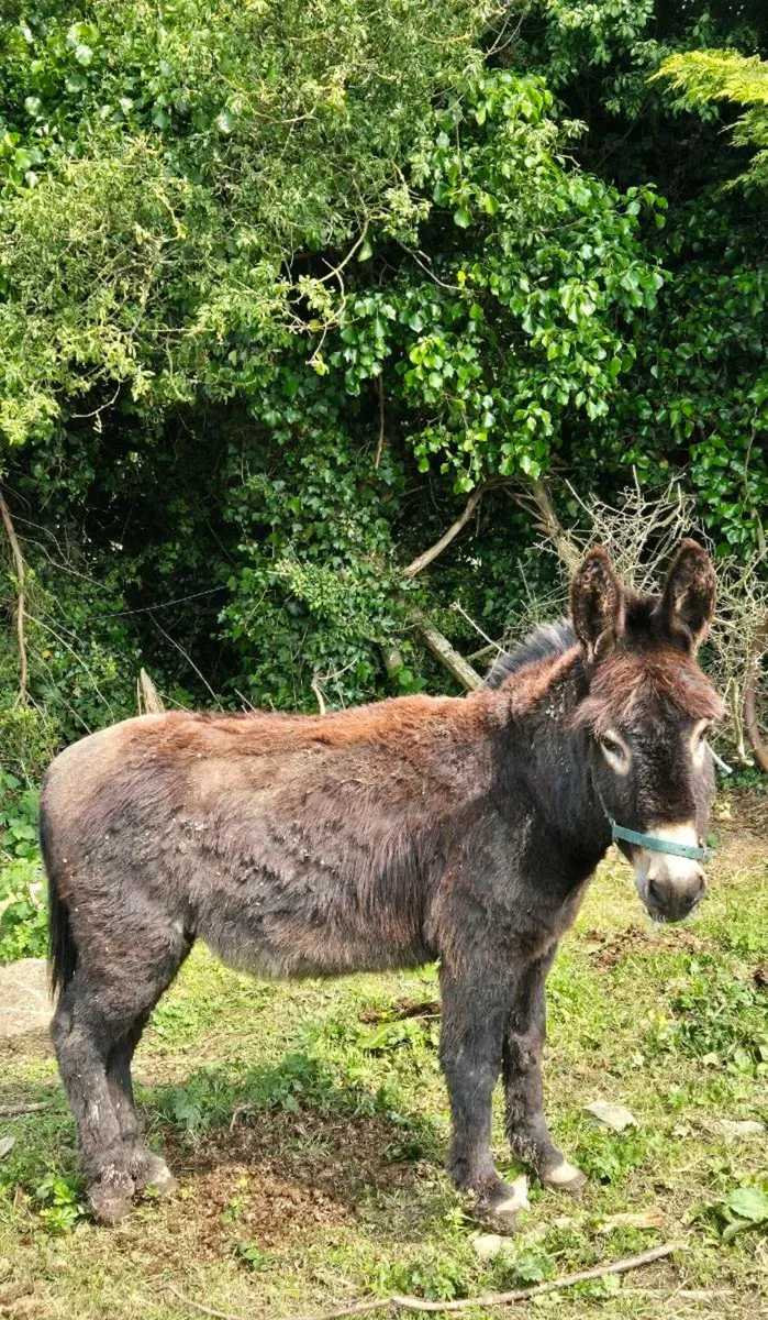 Donkey - Image 1