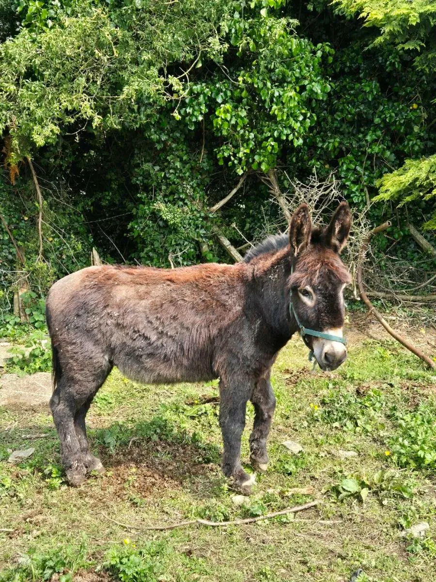Donkey - Image 2