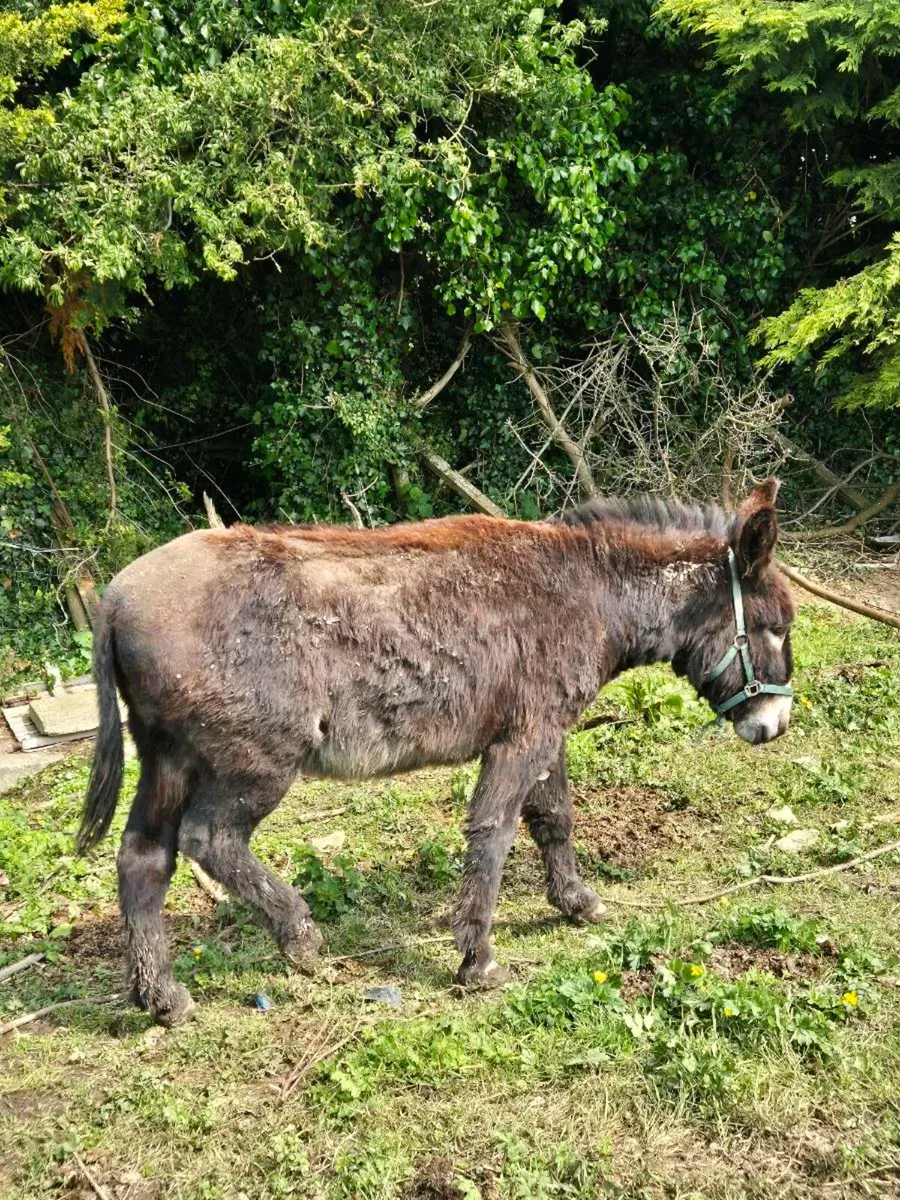 Donkey - Image 3