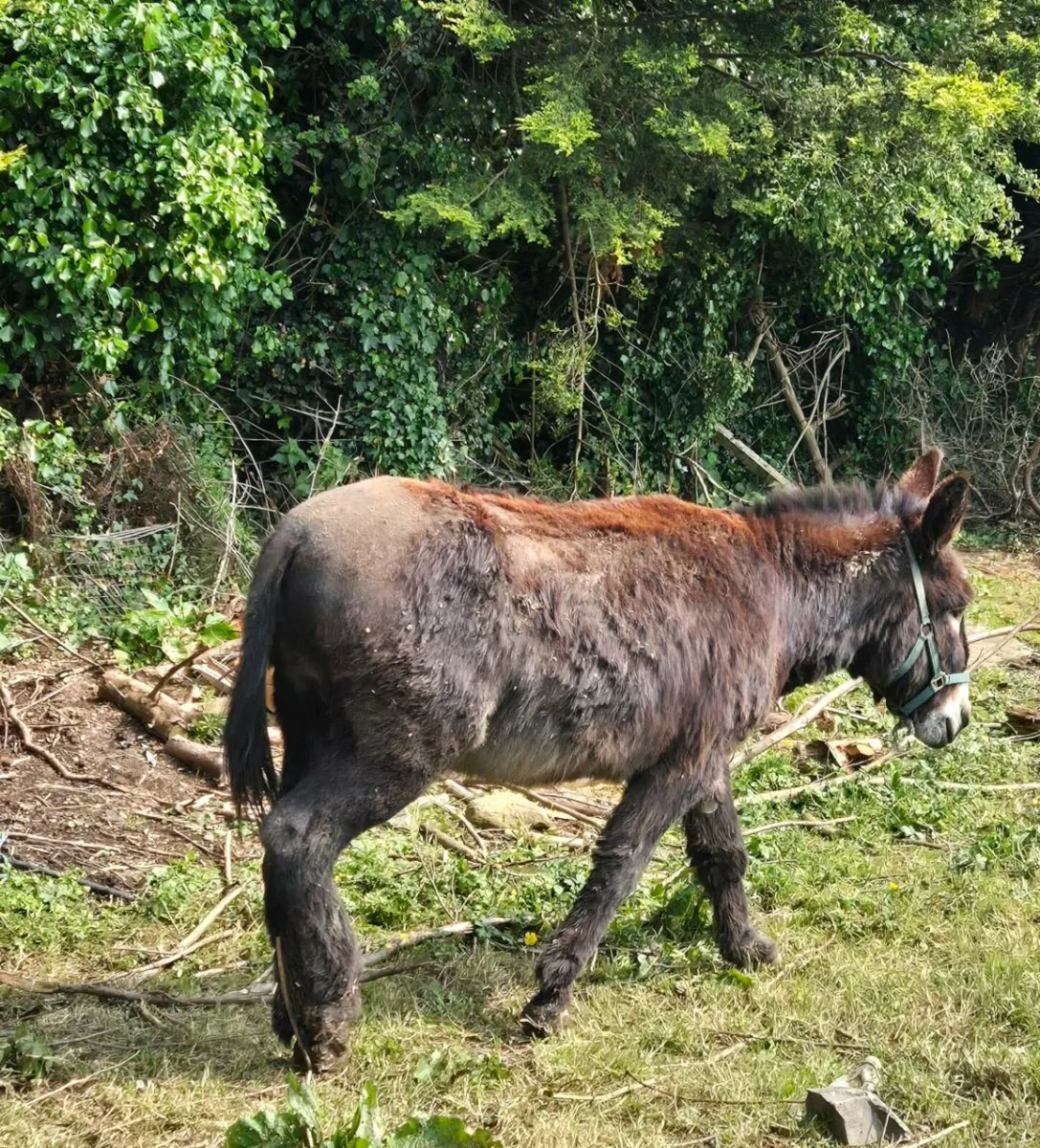 Donkey - Image 4