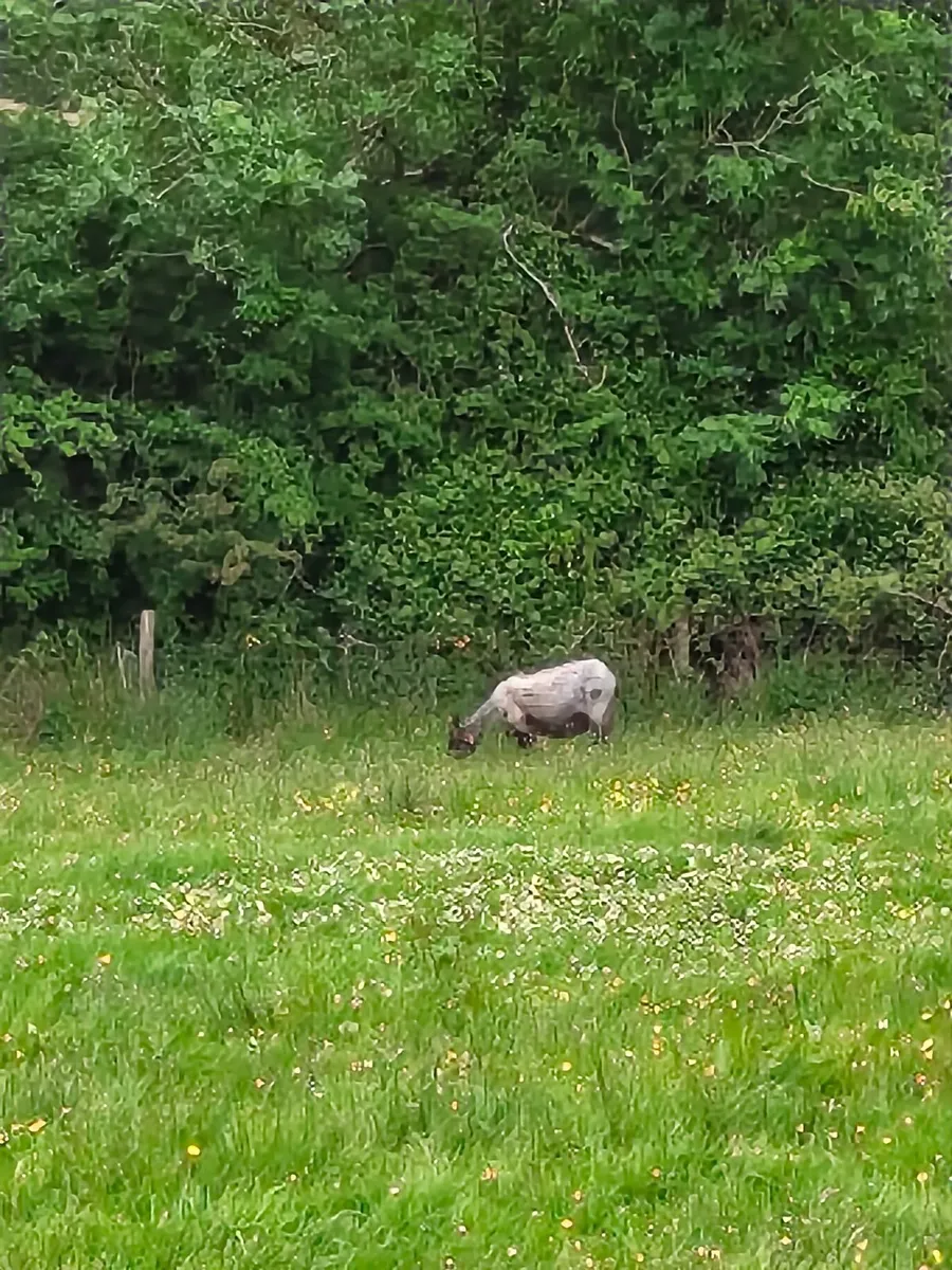 Sheep - Image 1