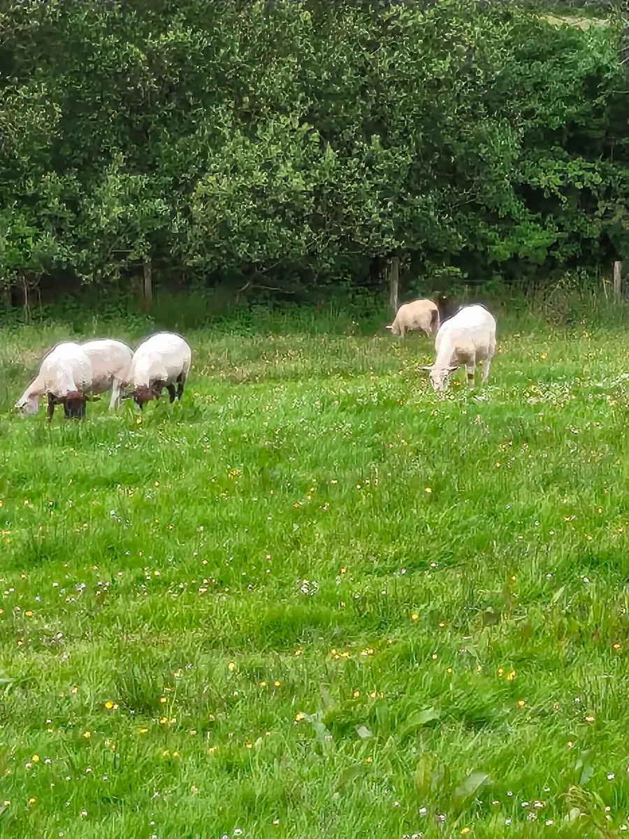 Sheep - Image 2