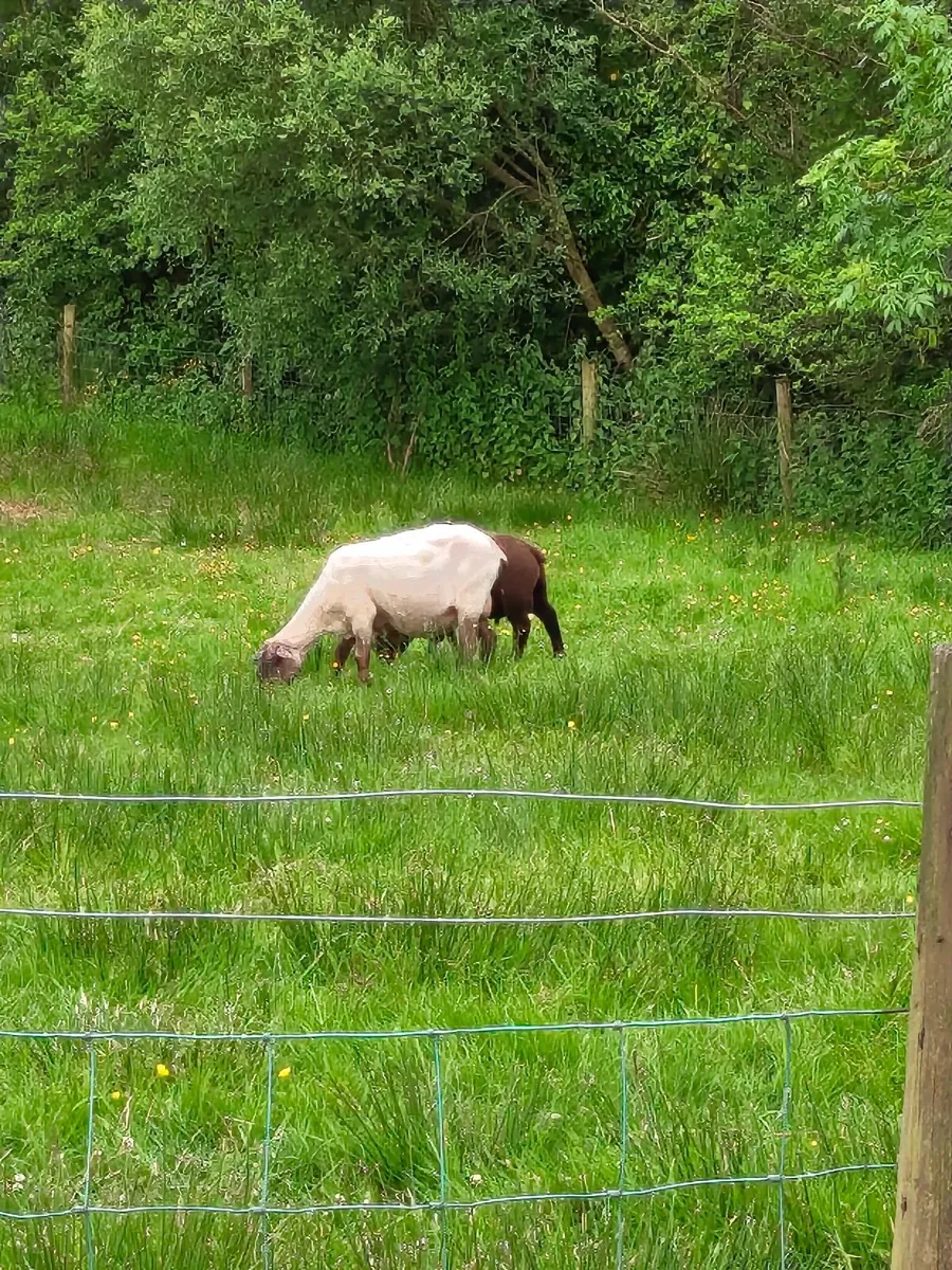 Sheep - Image 4