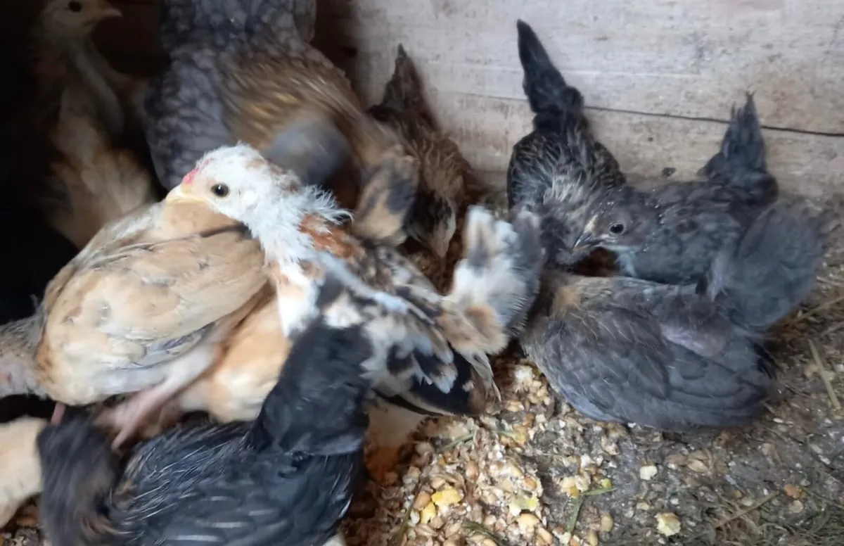 Bantams - Image 1