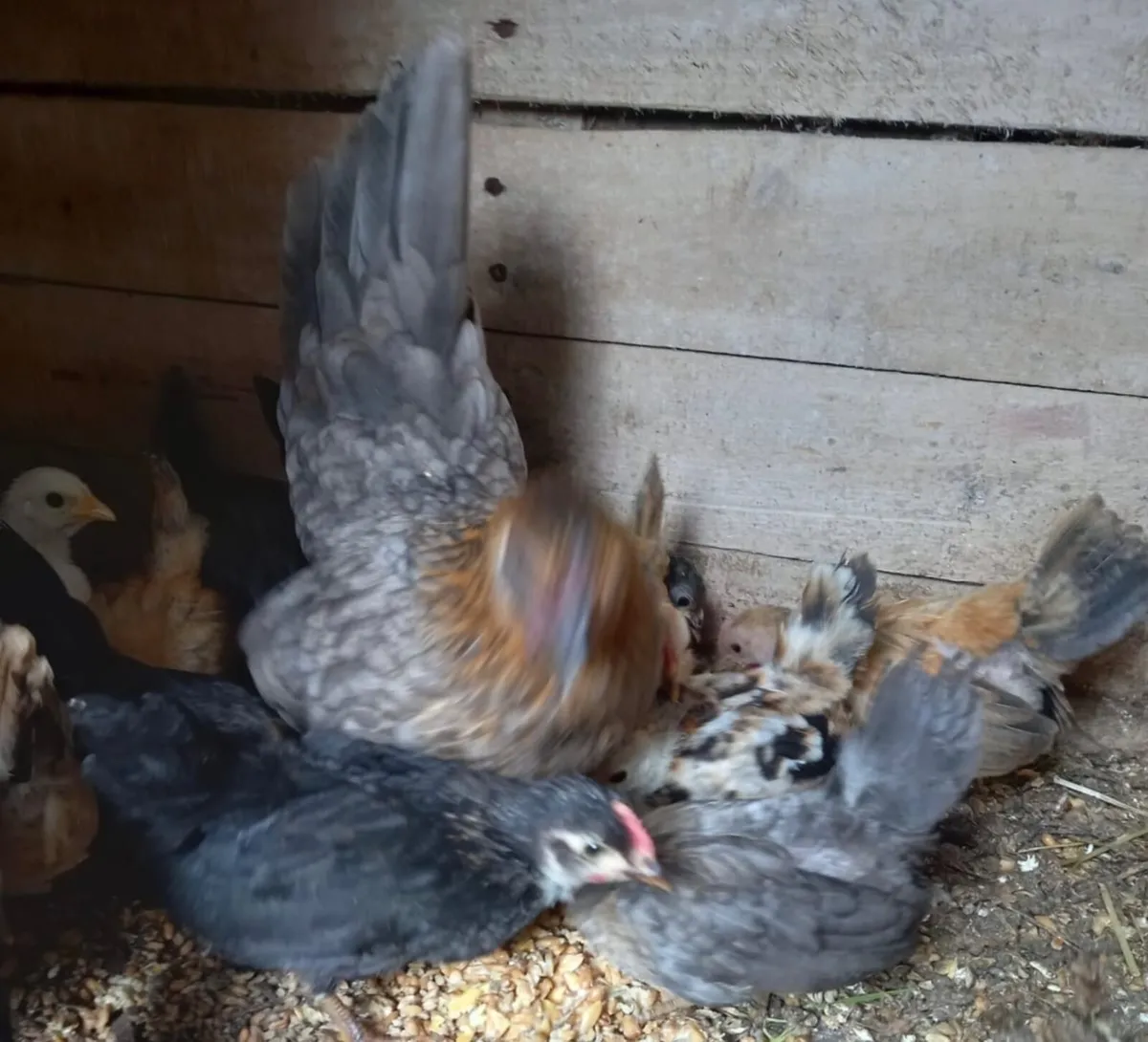 Bantams - Image 2
