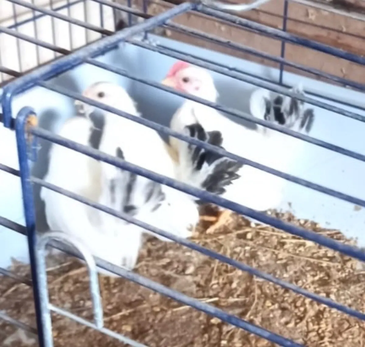 Bantams - Image 3
