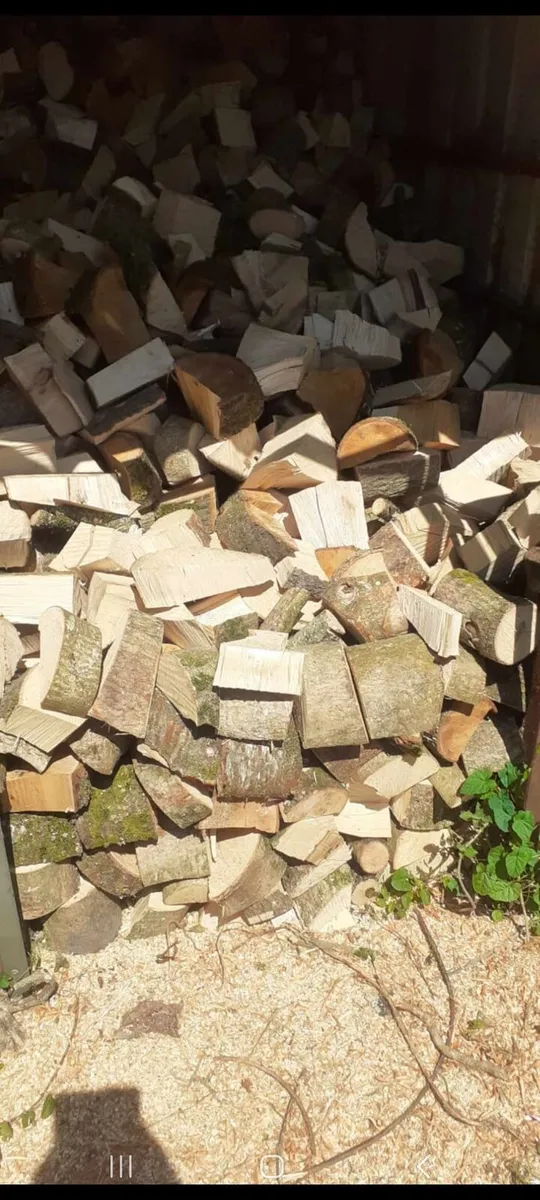 ash firewood - Image 2