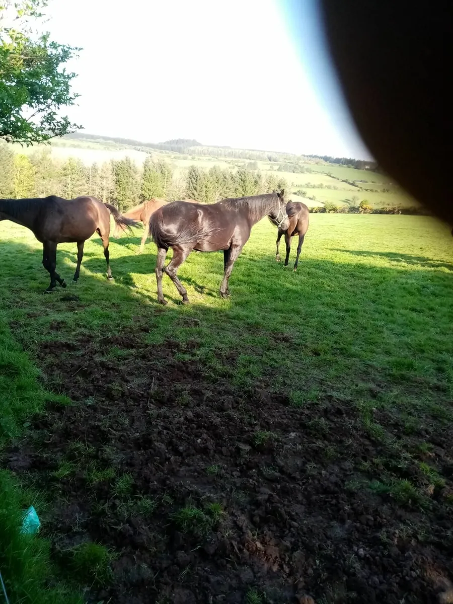 Horses