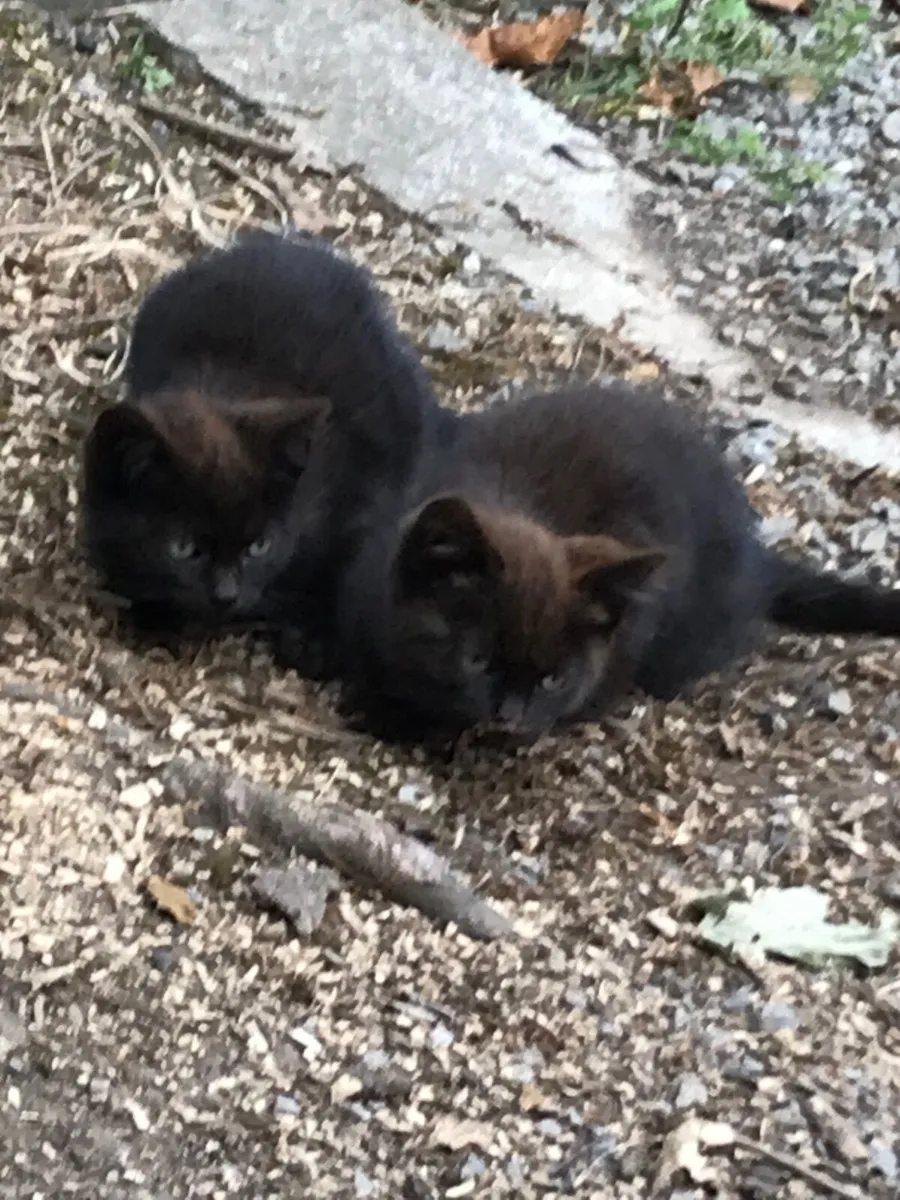 Kittens - Image 1