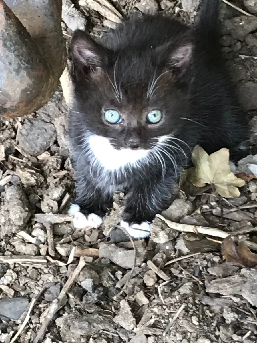 Kittens - Image 2