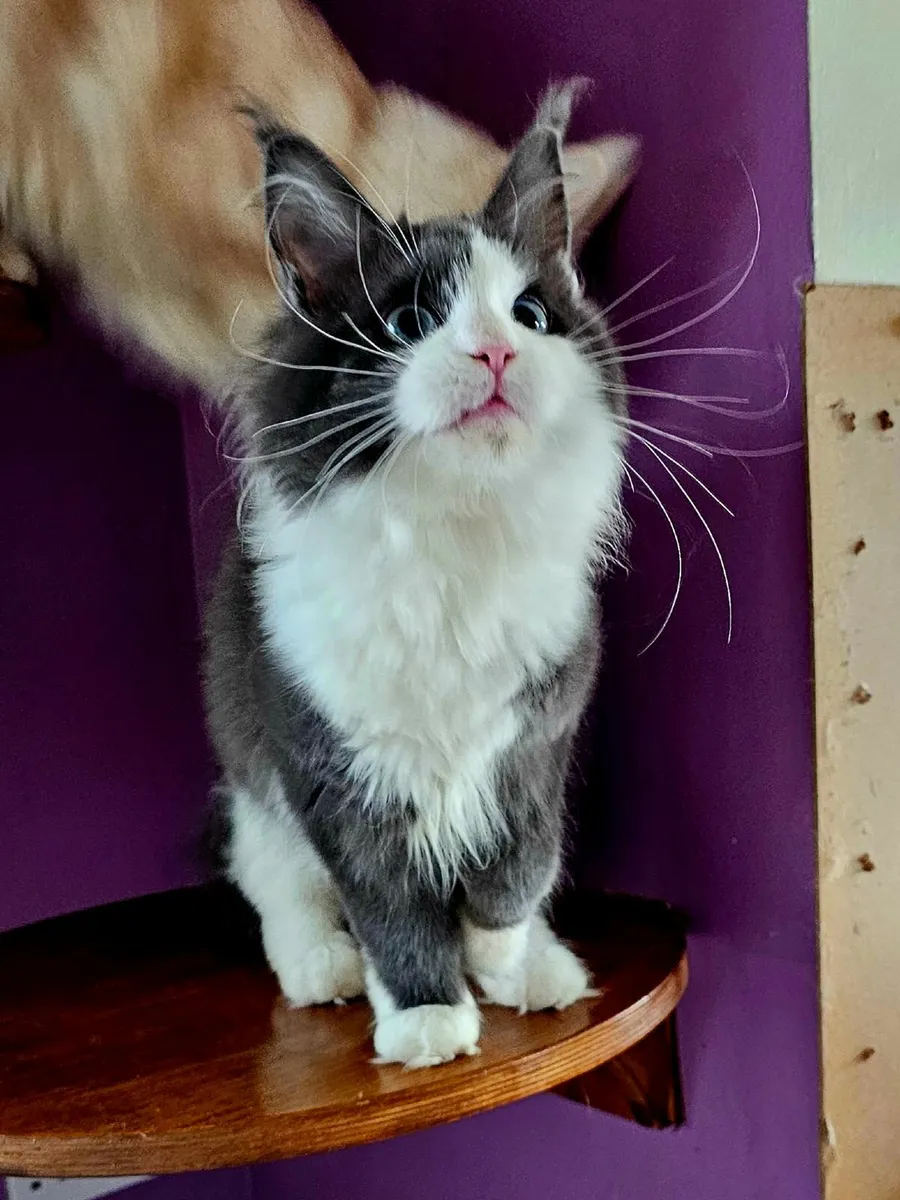 Maine coon - Image 1
