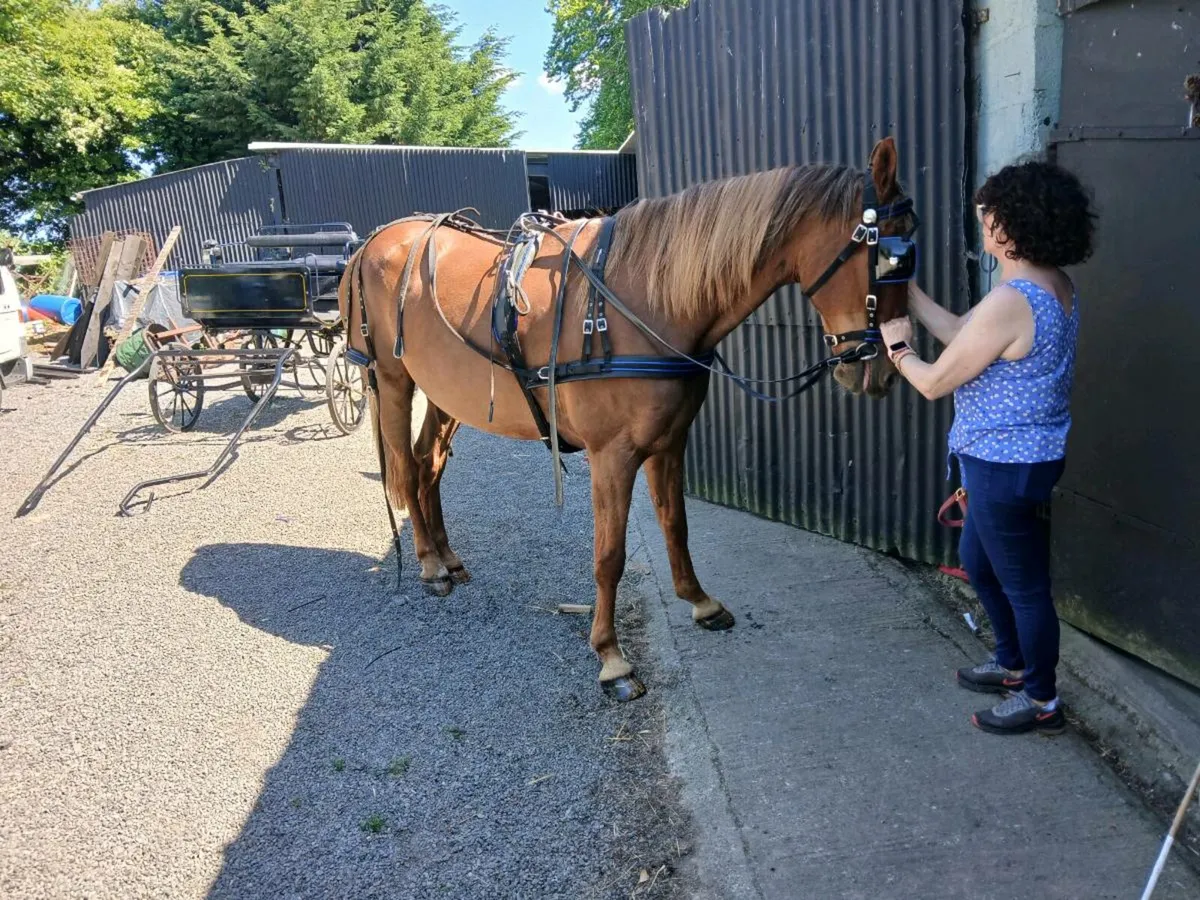 12 Yr old gelding - Image 3