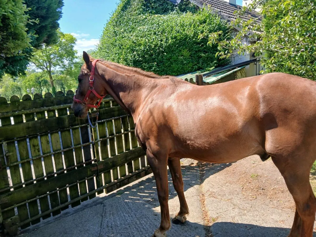 12 Yr old gelding - Image 4