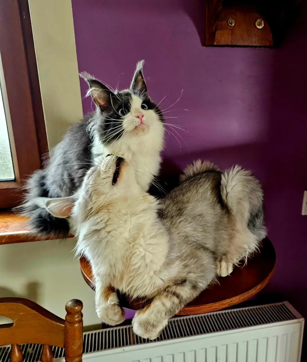 Maine coon - Image 2