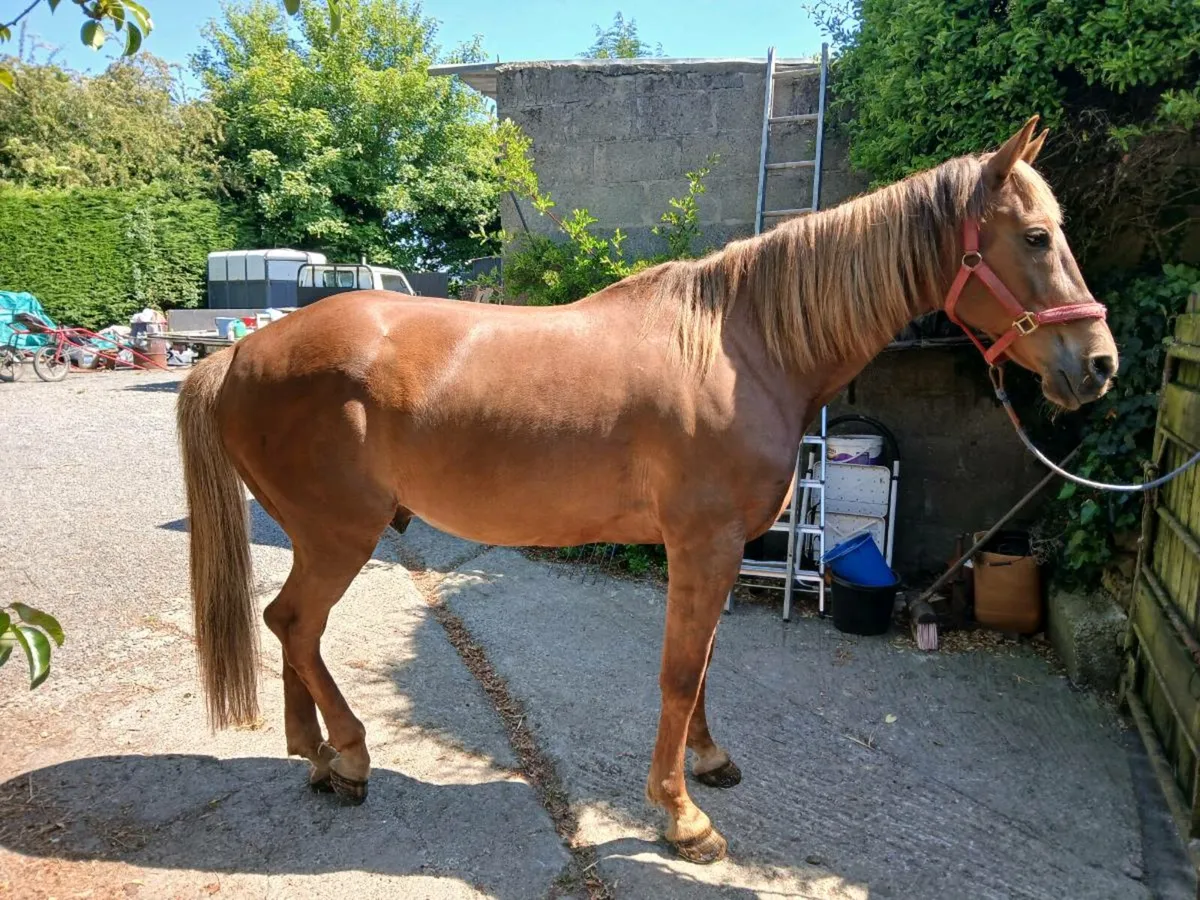 12 Yr old gelding - Image 2