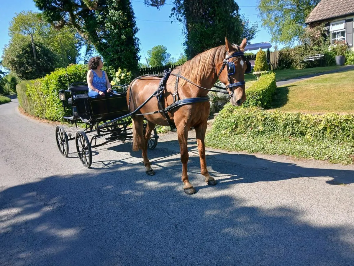 12 Yr old gelding - Image 1