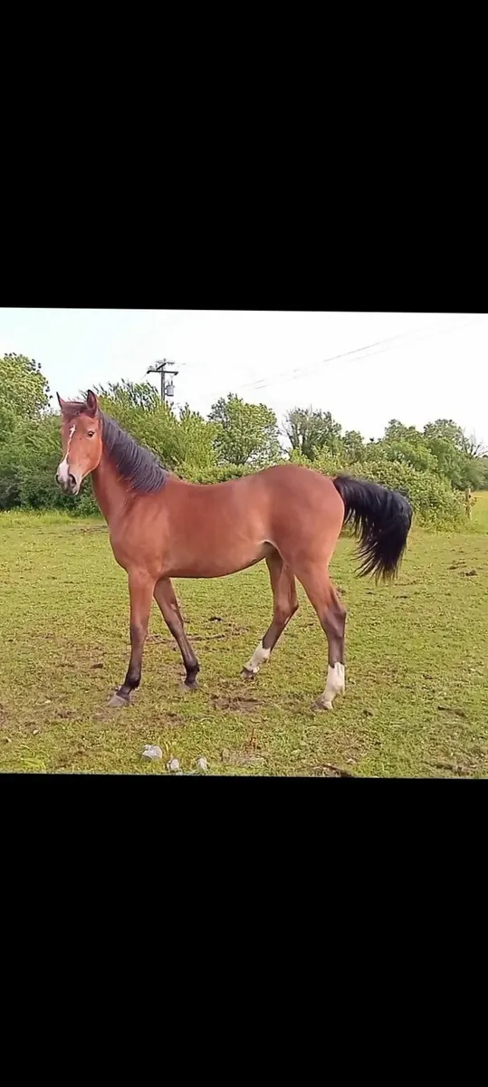 Horses - Image 1