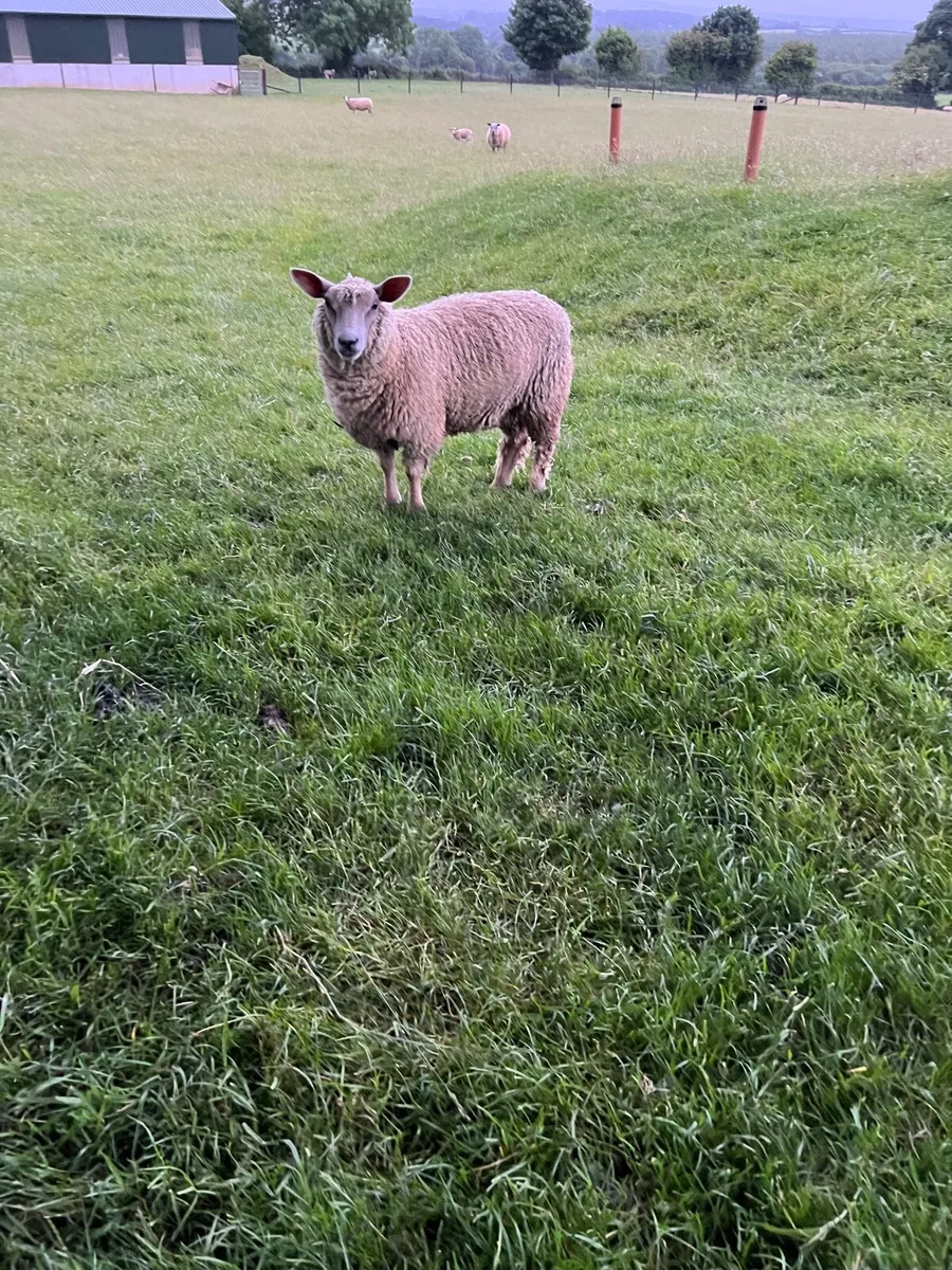 Charlollais hogget  ewes - Image 1