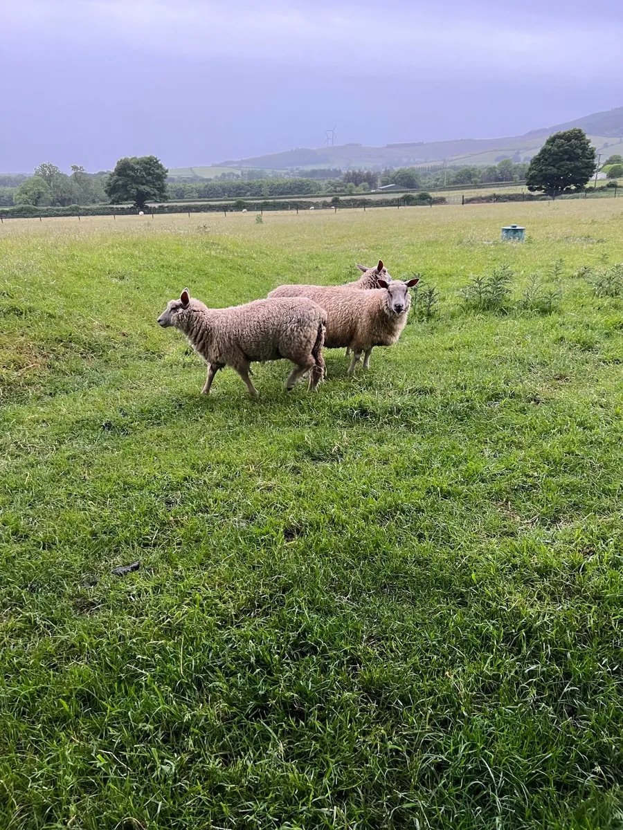 Charlollais hogget  ewes - Image 2