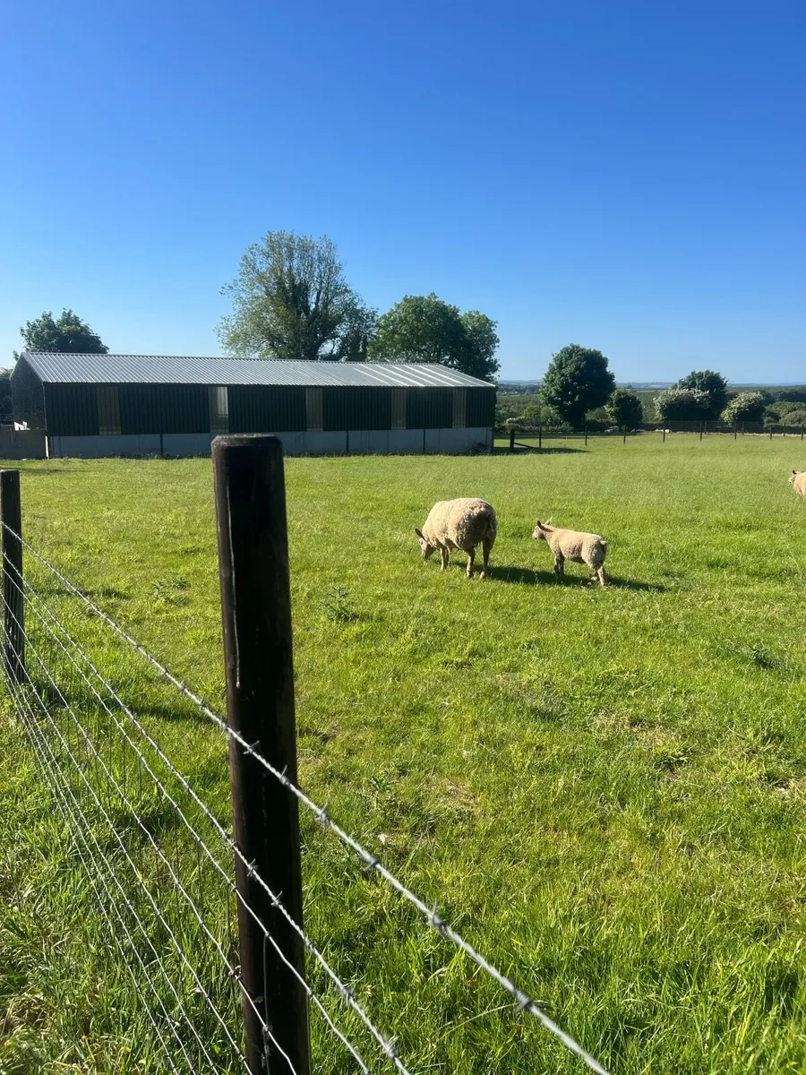 Charlollais hogget  ewes - Image 3