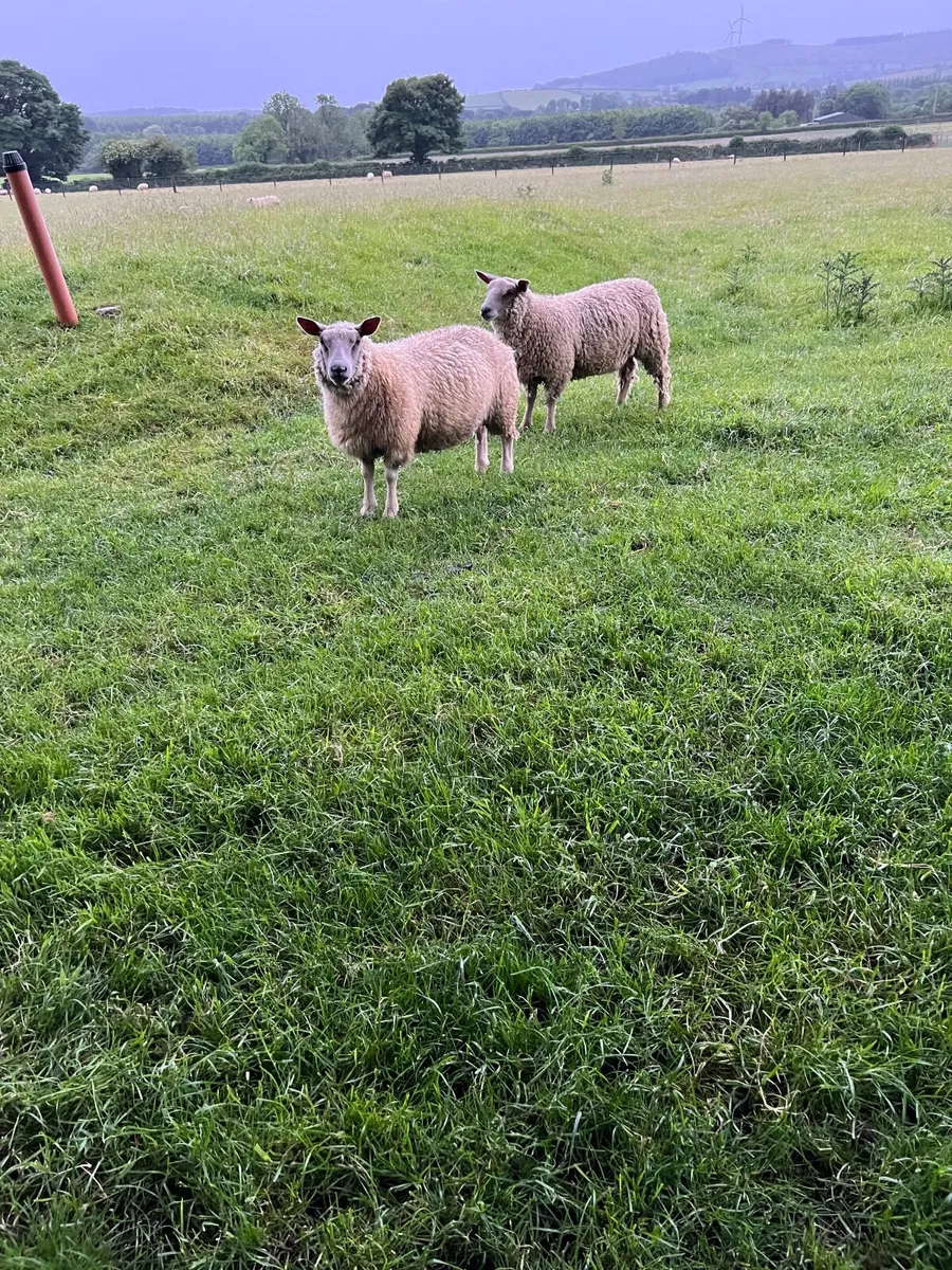 Charlollais hogget  ewes - Image 4