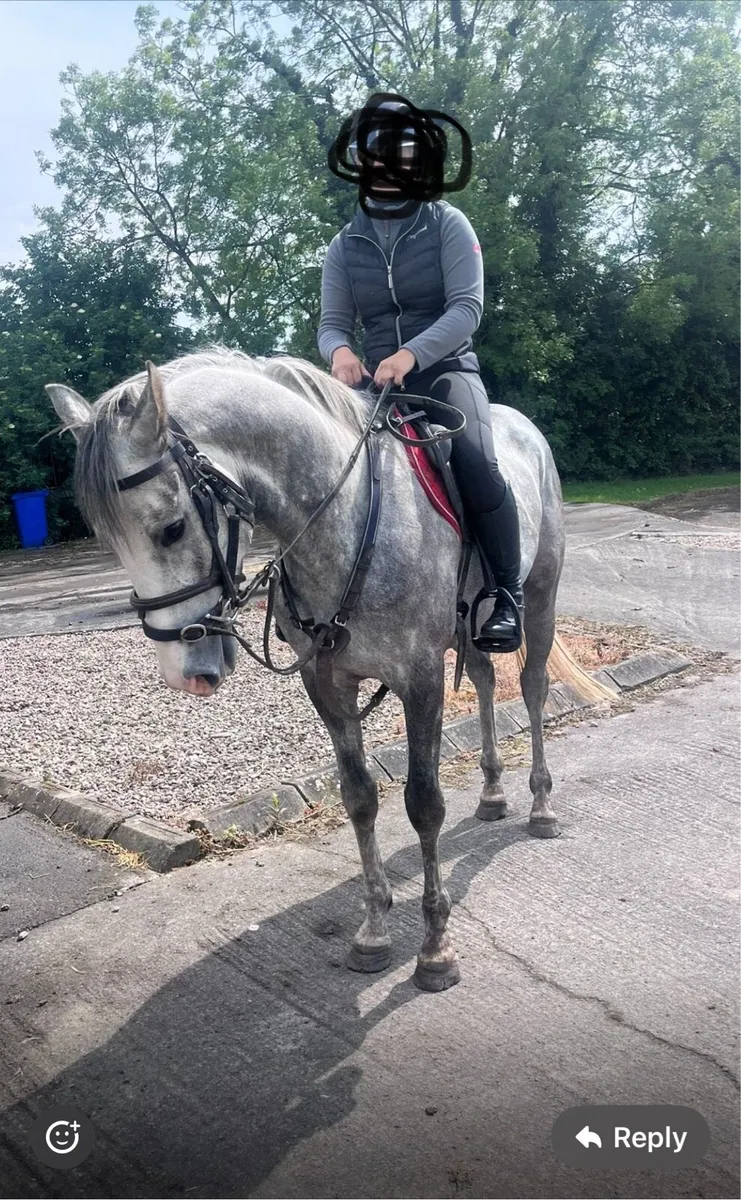 15.2 Ringfort Cruise gelding 4 year old - Image 3
