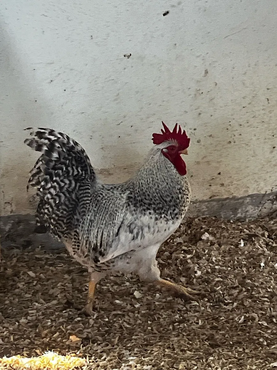 Roosters for sale - Image 2