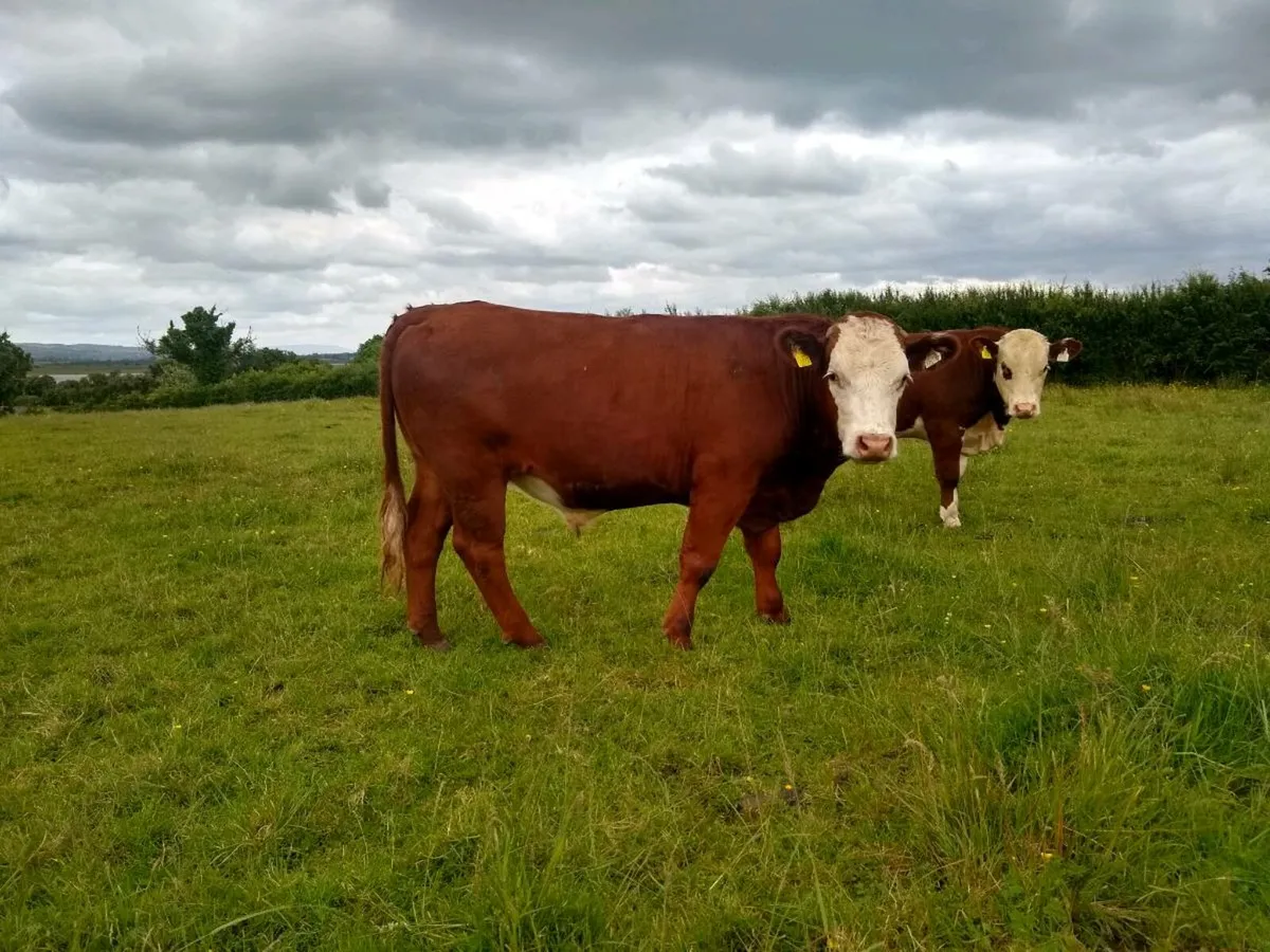 Livestock - Image 2