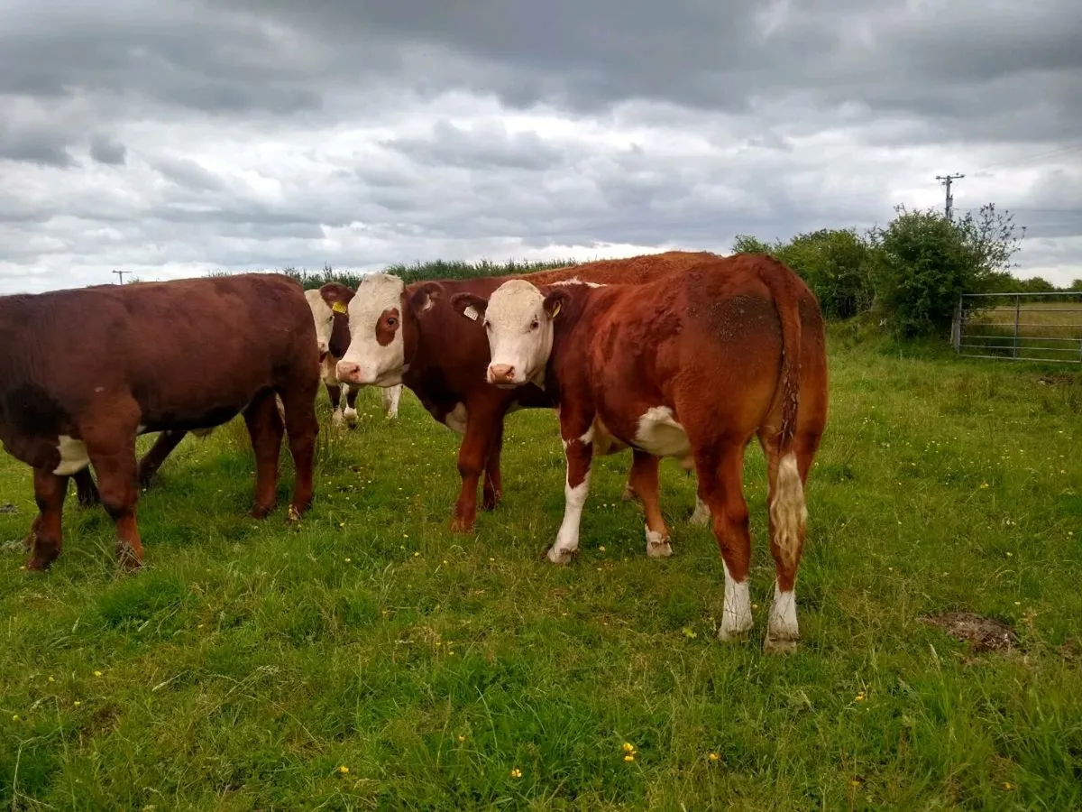 Livestock - Image 3