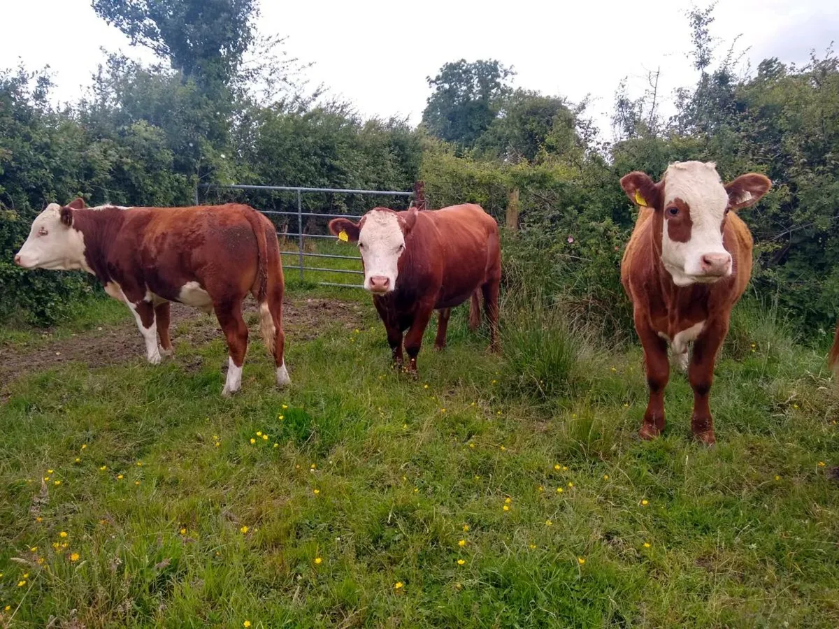 Livestock - Image 4