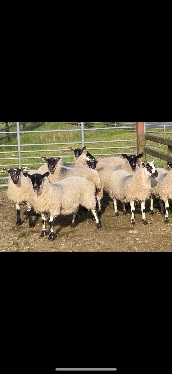 Mule Ewe Lambs - Image 2