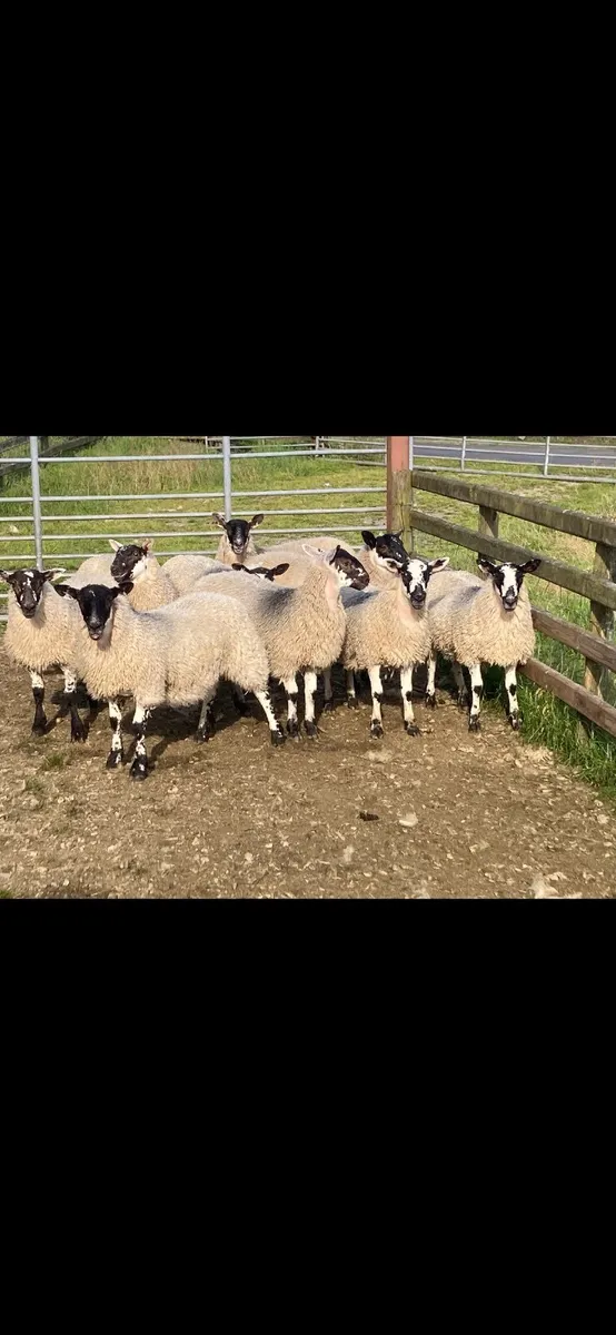 Mule Ewe Lambs - Image 3