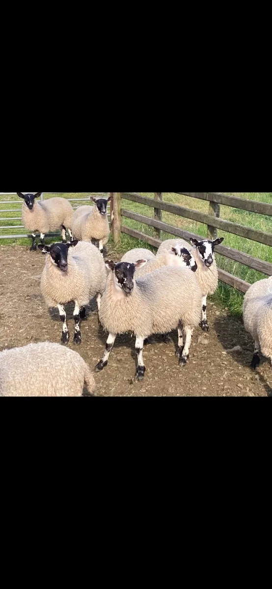 Mule Ewe Lambs - Image 4