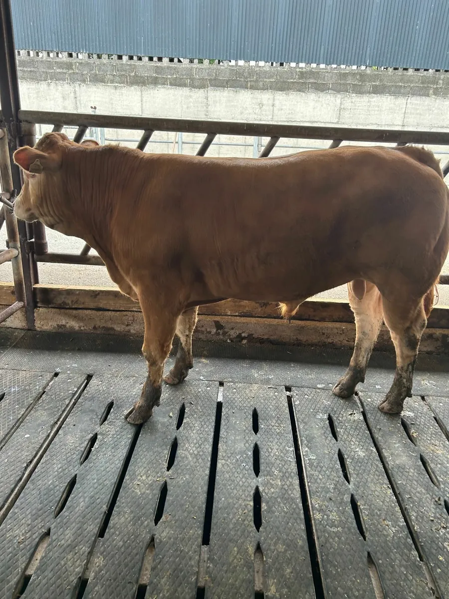 bull - Image 1