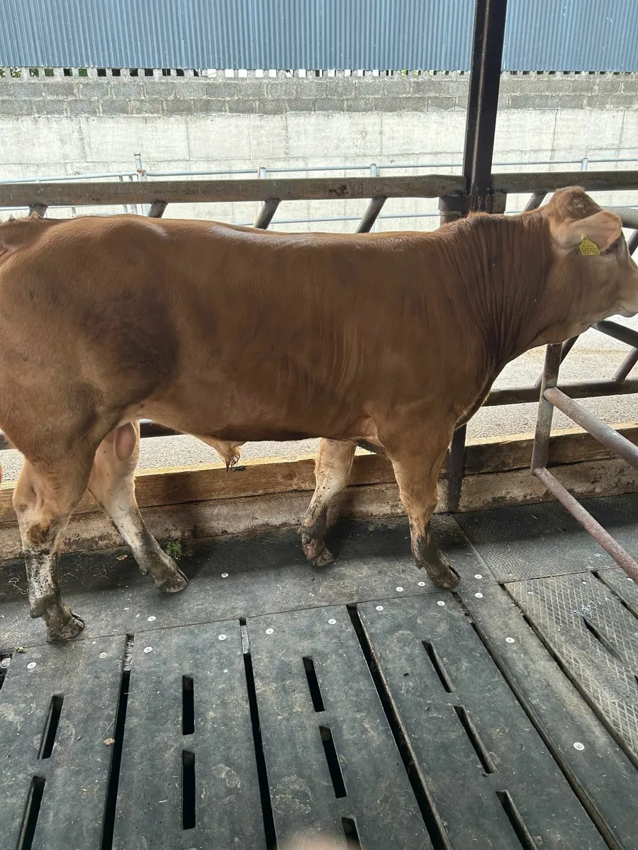 bull - Image 2