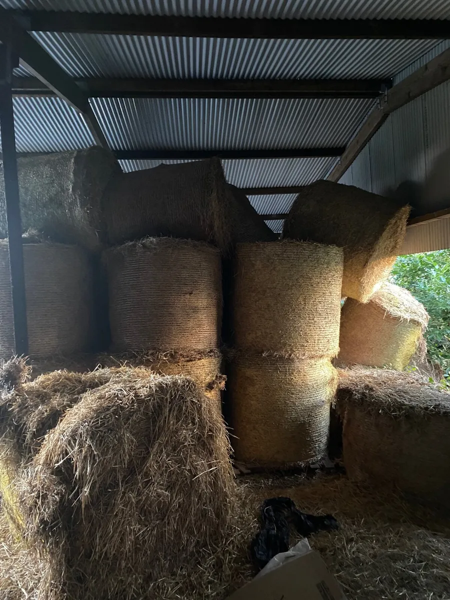Straw - Image 2