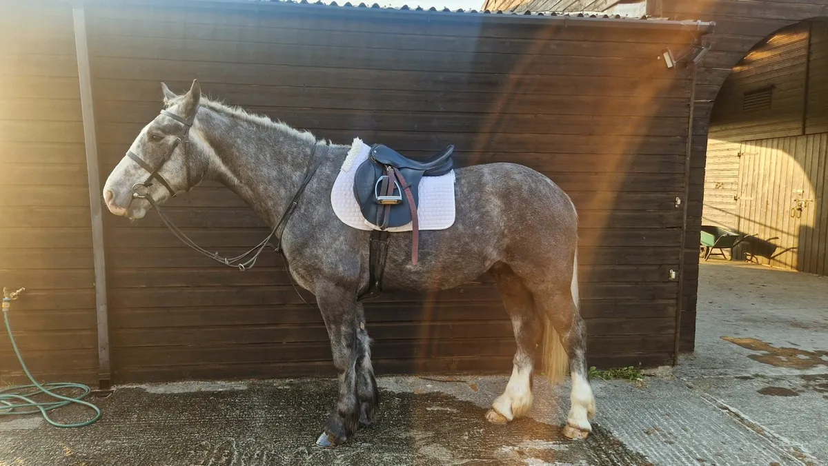 16.1 Dapple Grey Gelding - Image 4