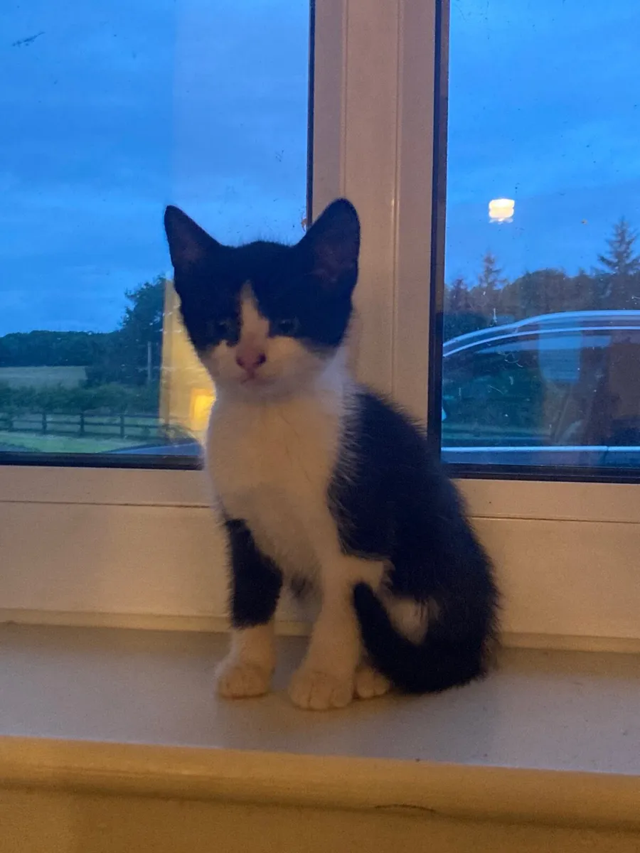 Kittens - Image 1