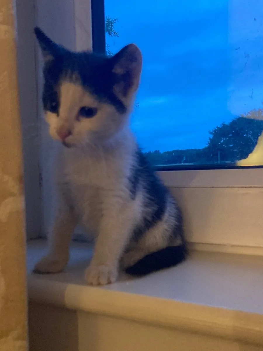 Kittens - Image 2